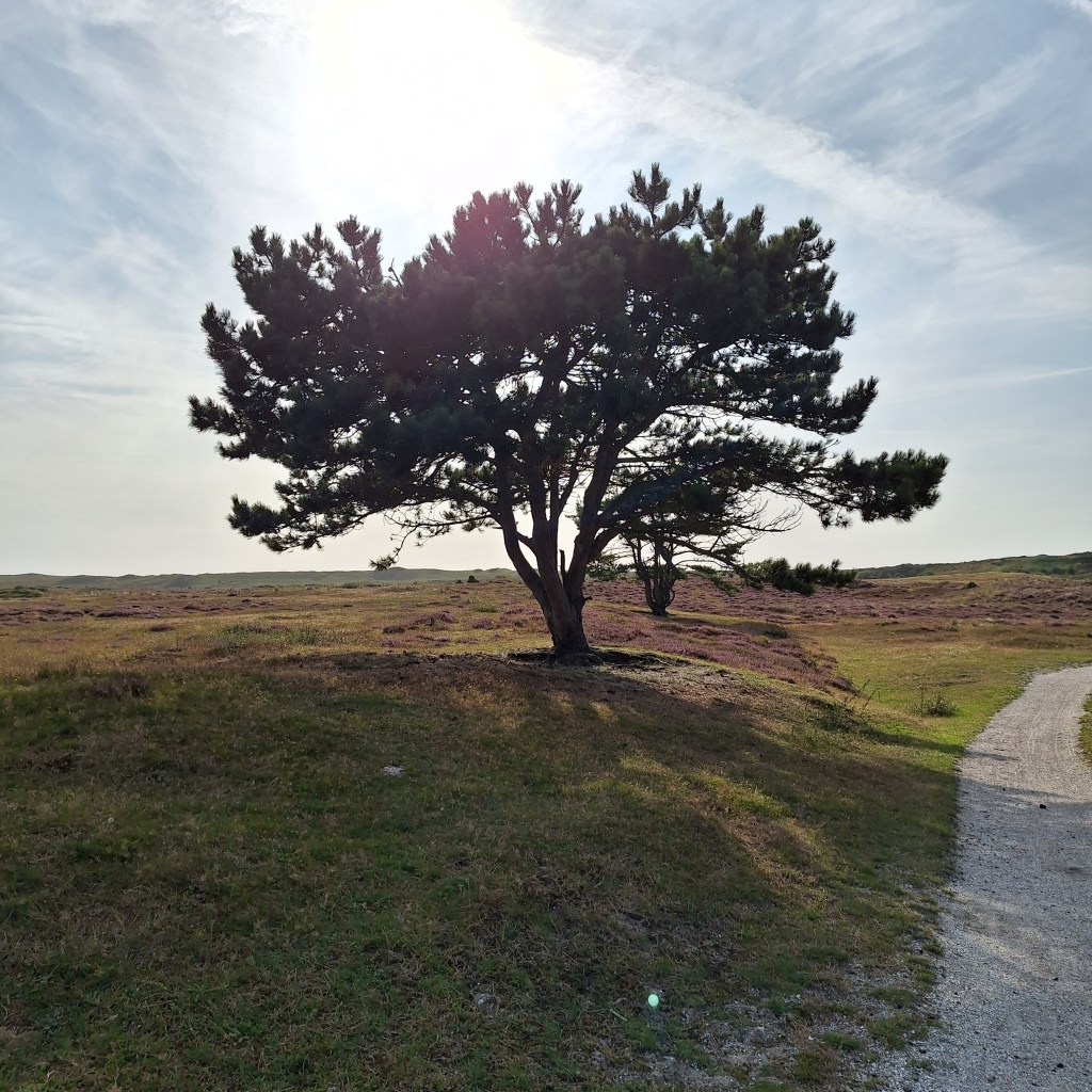 De strijd van een&nbsp;koning